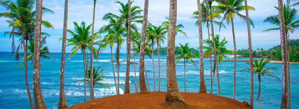 Coconut Tree Hill