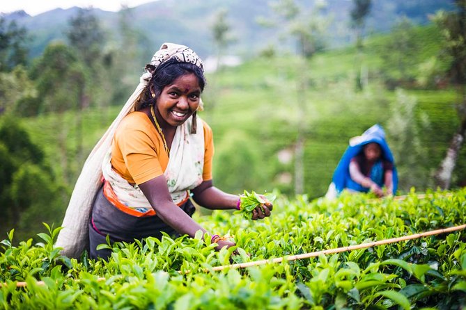 Tea Picking Ladies