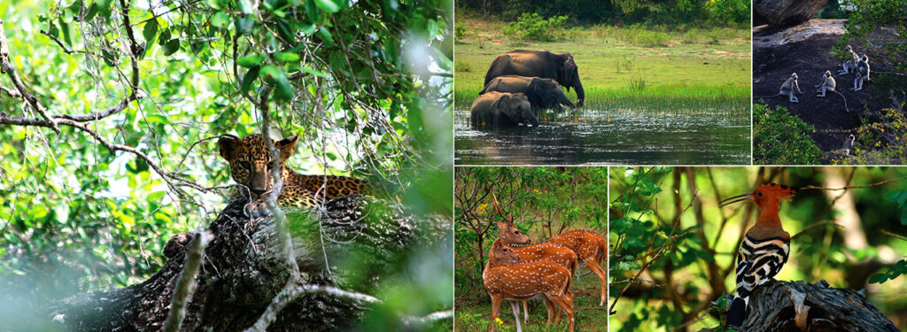 Wildlife Safari Yala