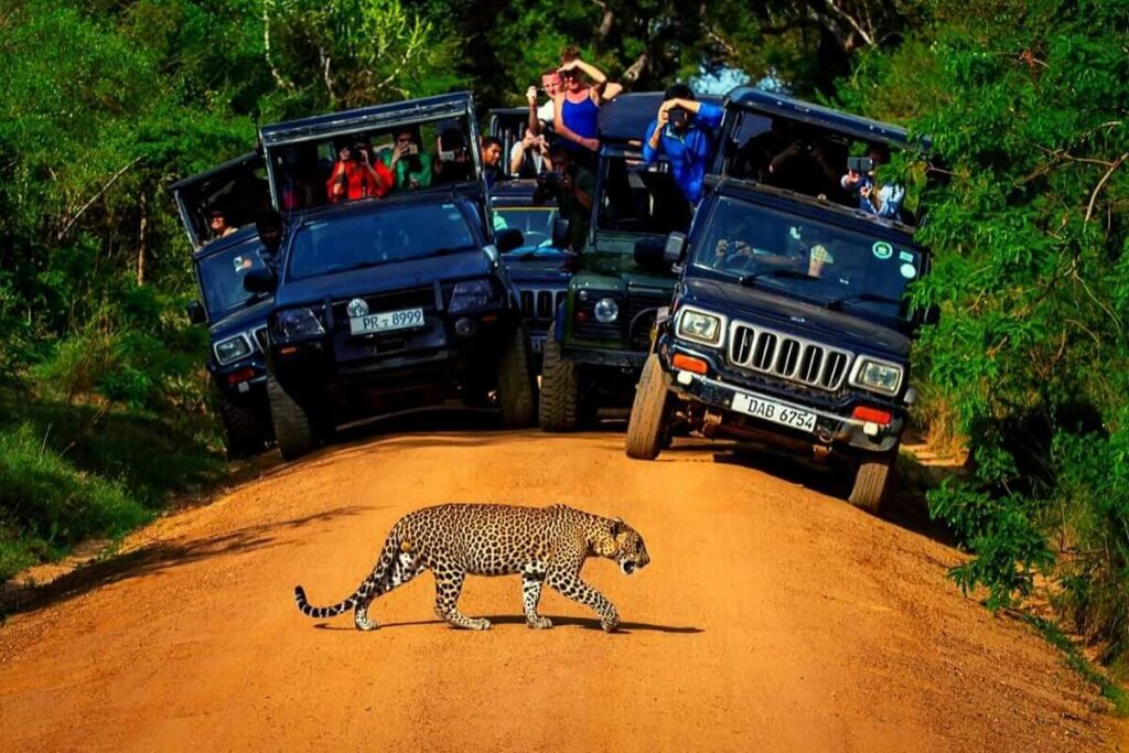Wildlife Safari yala