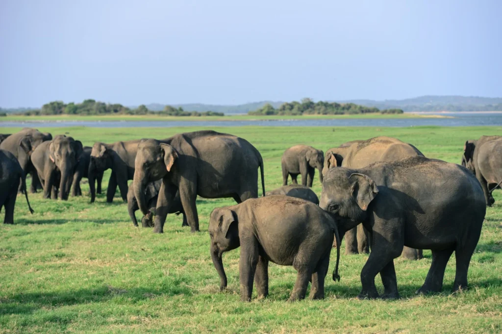 Minneriya National Park
