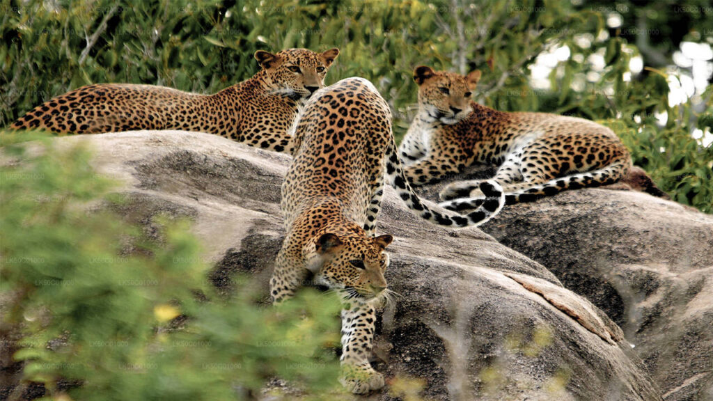Yala National Park